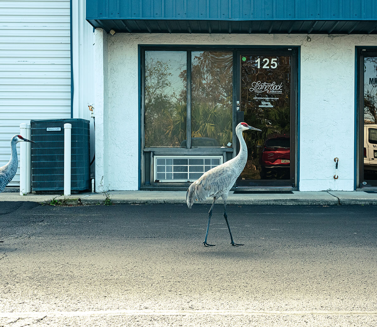Storefront image of Leatherback Roasters roastery in Longwood, Florida, with sandhill cranes walking in front of the door.