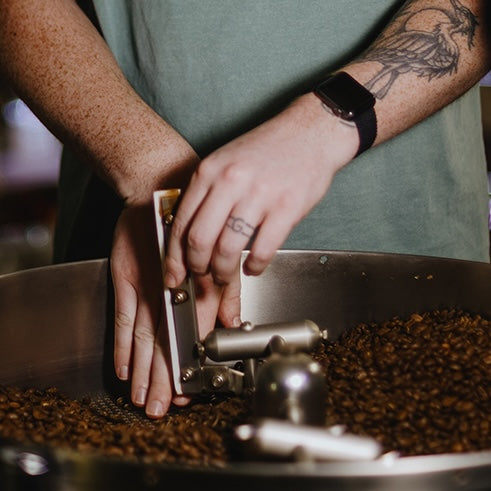 Person operating a coffee roaster touching coffee beans in the cooling tray