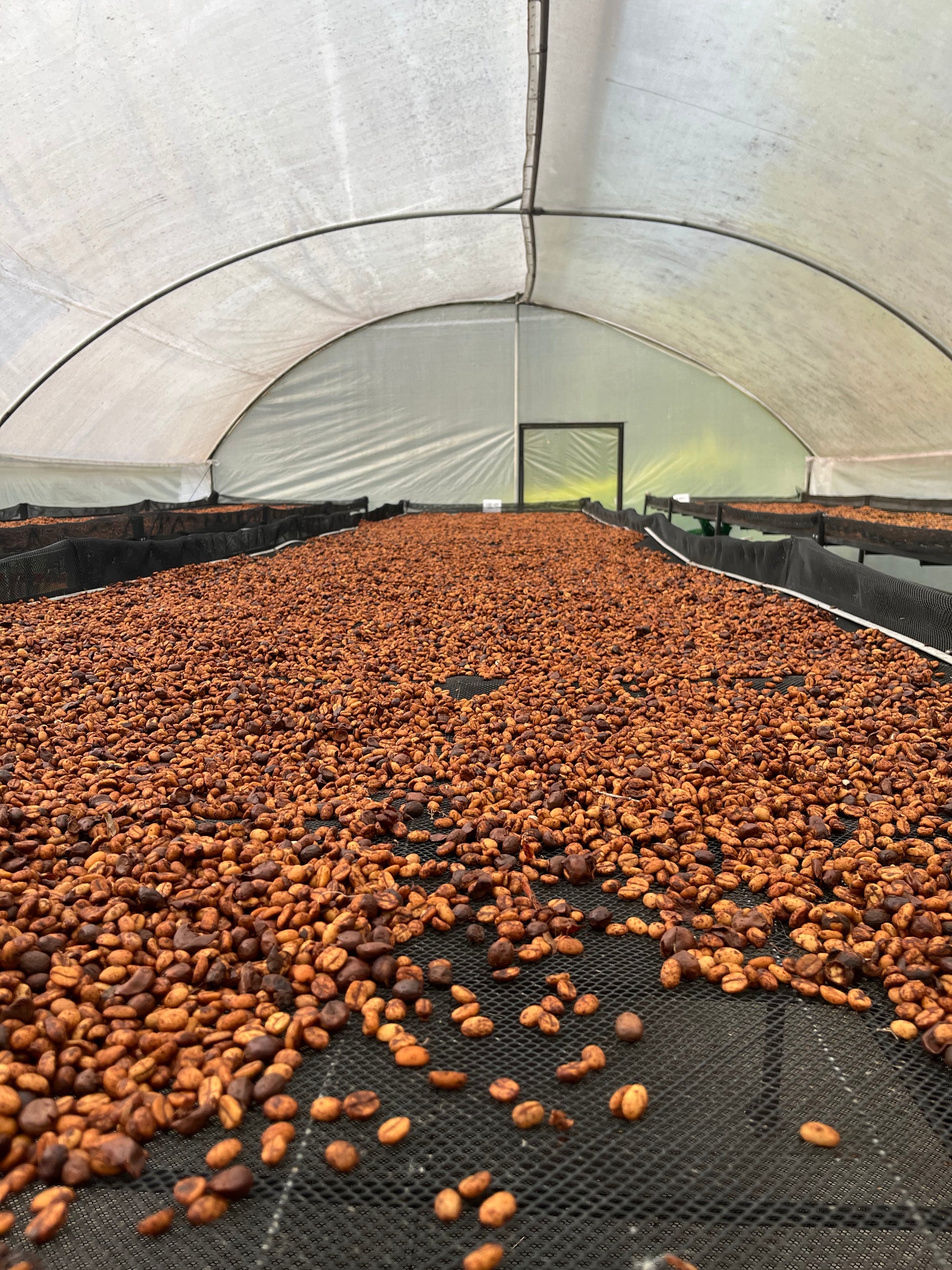 Coffee beans spread across a black mesh drying bed inside a large covered drying structure