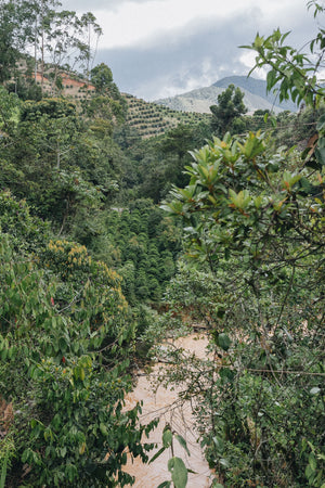 Photo used with permission from Unblended, taken in Urrao Colombia at El Tigre farm.